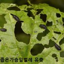 농업인상담소 옆 | 배추(무)_톡톡이 및 무잎벌레