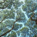 수관기피 (Crown shyness) 이미지