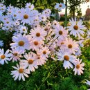 씨유 용두점 이미지