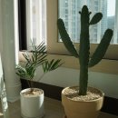 플로리다정원 이미지