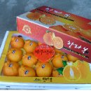명품한라봉