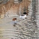 매화세탁소 이미지