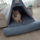 투들리 파니니하우스 강아지집/강아지방석 구입후기
