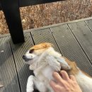 자작나무숲펜션 이미지