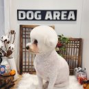 도그아레아 이미지