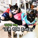 카밍캣 | 고양이 명절 스트레스, 집사는 설레지만 냥이에겐 재난 상황?