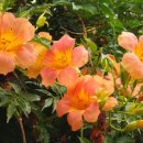 대불노인복지관 이미지