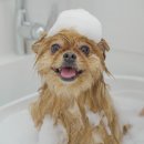 스위프트살롱 이미지