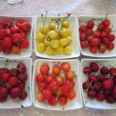 사오리농장 이미지