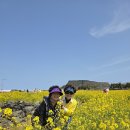 웃는봄 | 제주도 효도여행 딸이 예약해 준 제주 차량대절로 다녀온 봄 여행 후기