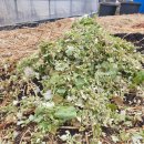 홍이농장 이미지