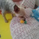 깐돌이PC 이미지