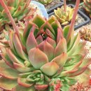 마리아A+ 이미지