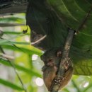 6317 | 보홀 단독 육상투어 패키지 가격 초콜릿힐 자유여행 후기