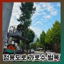 가로수빌딩 | 가로수 벌목 도로점용허가 상가 앞