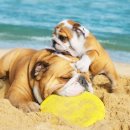 햇빛동물병원 이미지