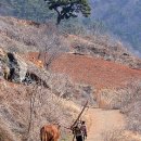 누렁소 - 안동시 | 누렁소