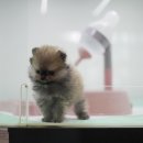 곱슬강아지 이미지