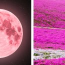 꽃.moon