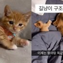 꿀잠 이미지