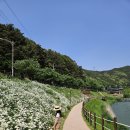 영광군 산림공원과 앞 | 대구 사람들도 잘 모르는 샤스타데이지 대구판 유럽 진밭골 산림공원