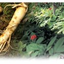 순우리인삼 이미지