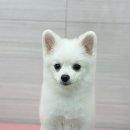 와따몽 이미지