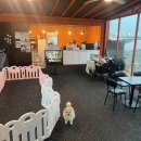 힙독 애견카페 이미지