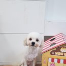 허니애견 이미지