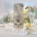 당진시 동물보호소 동물병원 | 당진 강아지보호소에서 만난 기적! 유기동물보호센터의 크림이