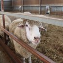 둥이목장 이미지