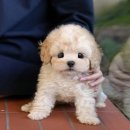 누리팜산업동물병원(출장전문) | 애견관련자격증 다양한 종류 알아봐요