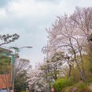산과 자연의 쉼터 | 연희동 가볼만한곳 연희숲속쉼터 벚꽃 서울 명소 추천