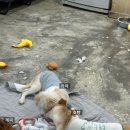 [행유세] 행복한 유기견 세상 봉사 후기