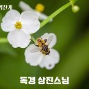 상진스님 화엄경약찬게 이미지