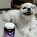 아큐본 | 강아지관절영양제 고민 끝! 아큐펫 세심한 블루베리 S 먹여본 후기