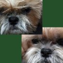 펫미장원 공감 이미지