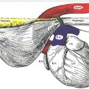 광명 24 아이디동물의료센터 이미지