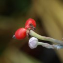 크로바 농원 이미지