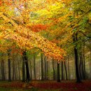 삶 - 관조 이미지