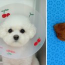 판교 P&P 동물병원 이미지