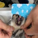 D&C동물병원 이미지