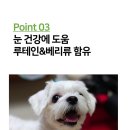 마루덴탈 이미지