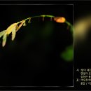 빛이 내린 숲 / 정현우 이미지