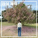 잠실 놀거리 추천 코스(영화, 올림픽 공원 겹벚꽃, 석촌호수, 아쿠아리움)