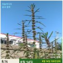 홍익약초