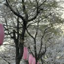 (주)이태 | 잠실 벚꽃 지금 안 보면 끝? 사람 피해 인생샷 찍은 석촌호수 숨은 명당