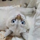 대전 고양이분양 퍼스트캣 대전점 이미지