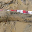 만식이네 이미지