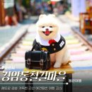 초원애견샵 | [군산 철길마을 애견동반 여행] 강아지랑 옛날 문방구 놀러갈래? 교복 체험에 달고나까지 찐 꿀잼!